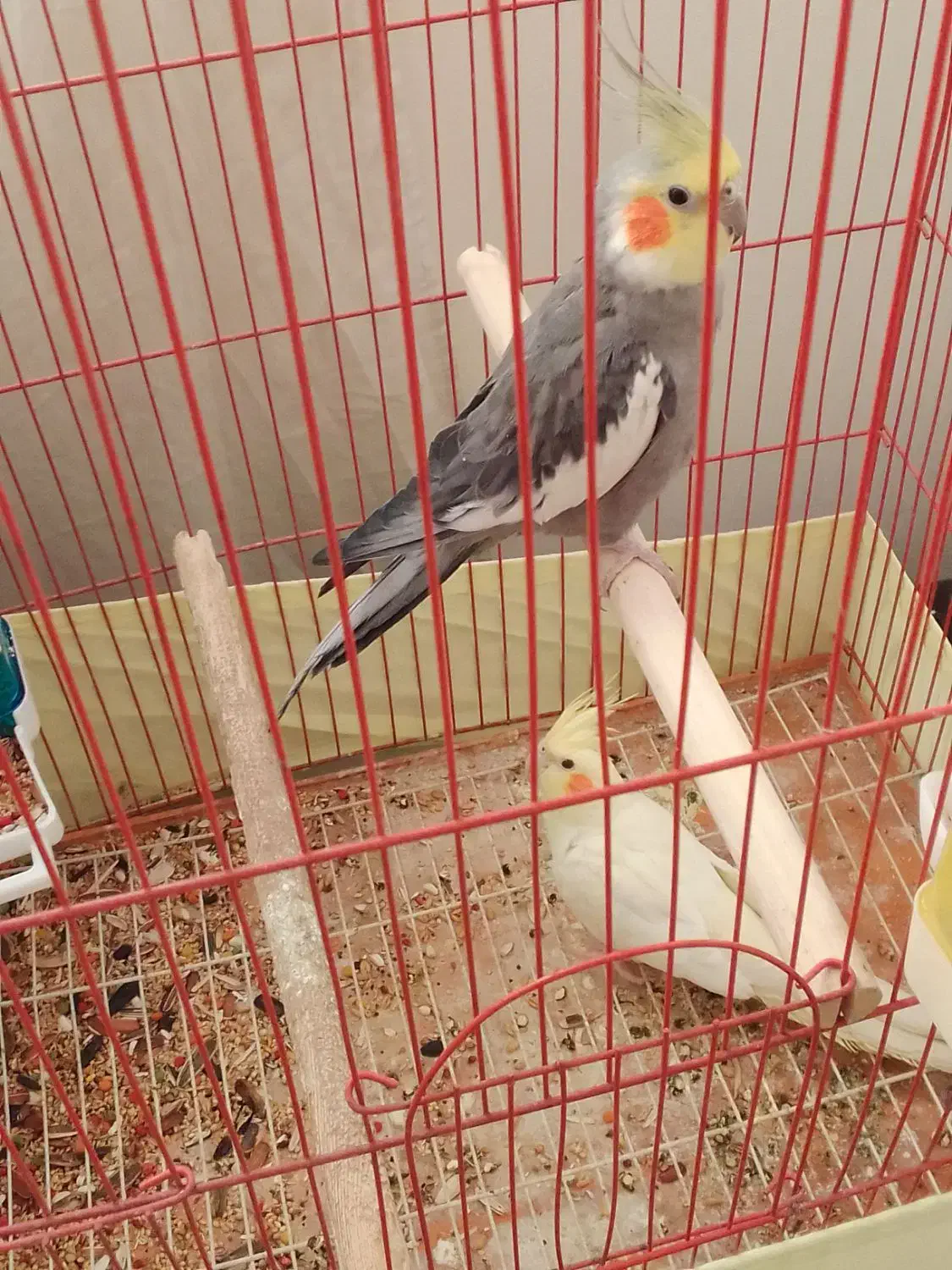 یه جفت عروس هلندی نر و ماده مولد|پرنده|تهران, مشیریه|دیوار