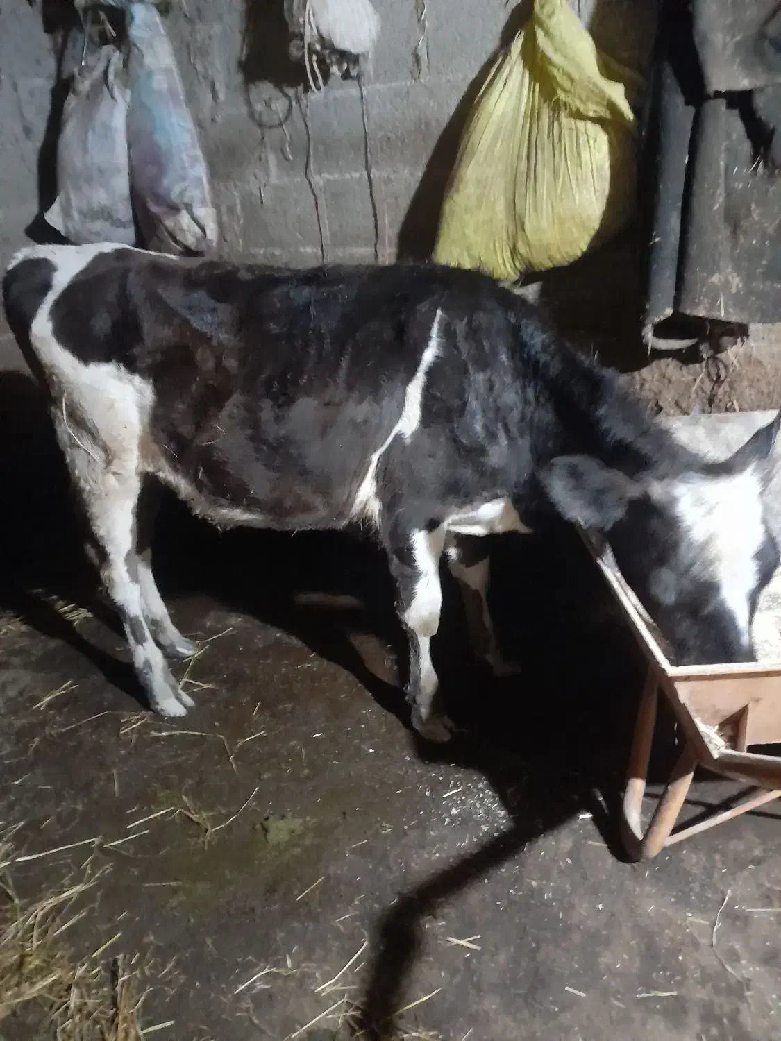 لیشه دورگ|حیوانات مزرعه|رشت, آب آسیاب|دیوار