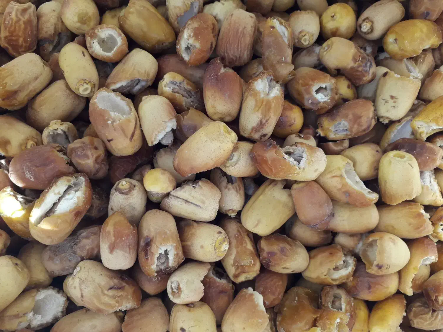 خرما زاهدی (زیری)  شکسته مخصوص دوشاو|خوردنی و آشامیدنی|ایوان, |دیوار