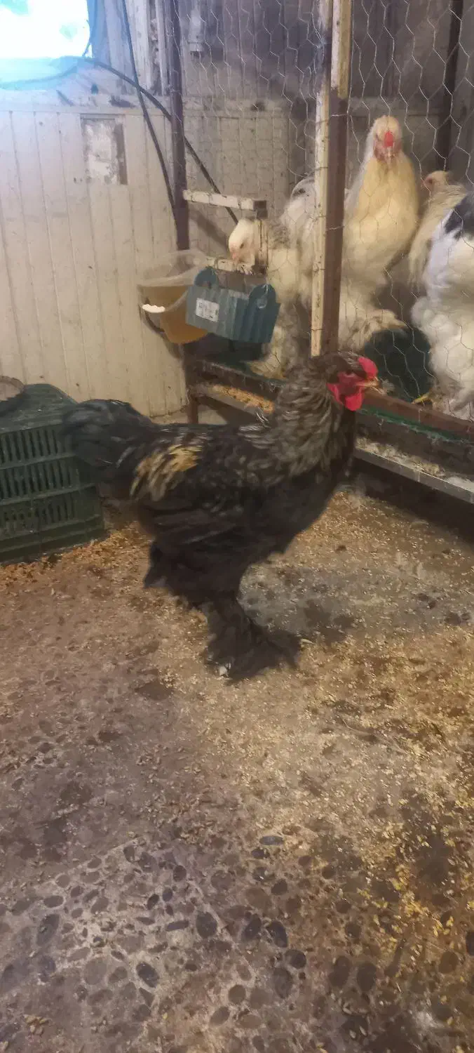 دو عدد خروس برهما|حیوانات مزرعه|بابل, |دیوار