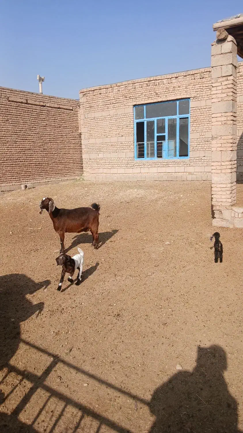 بزشیری جوان|حیوانات مزرعه|لیلان, |دیوار