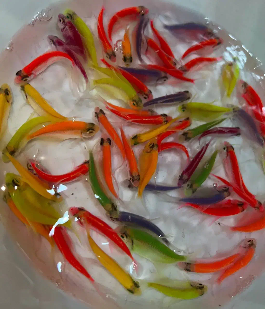 فروش ماهی کالر همه رنگ|ماهی|مشهد, گوهرشاد|دیوار