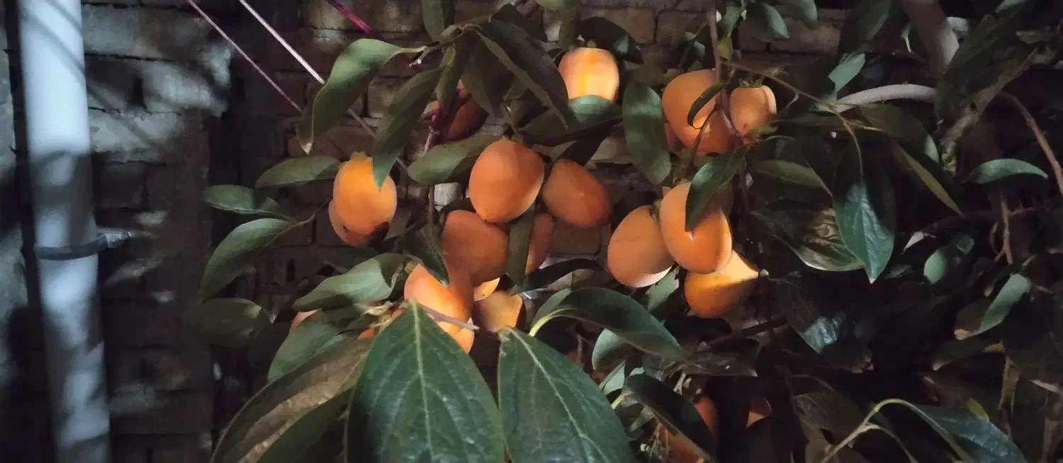 هرس اصولی کاشت صفرتاصد باغچه|خدمات باغبانی و درختکاری|ارومیه, |دیوار