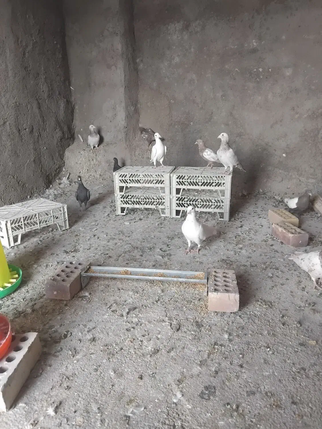 کفتر سینه و سرور|پرنده|قائن, |دیوار