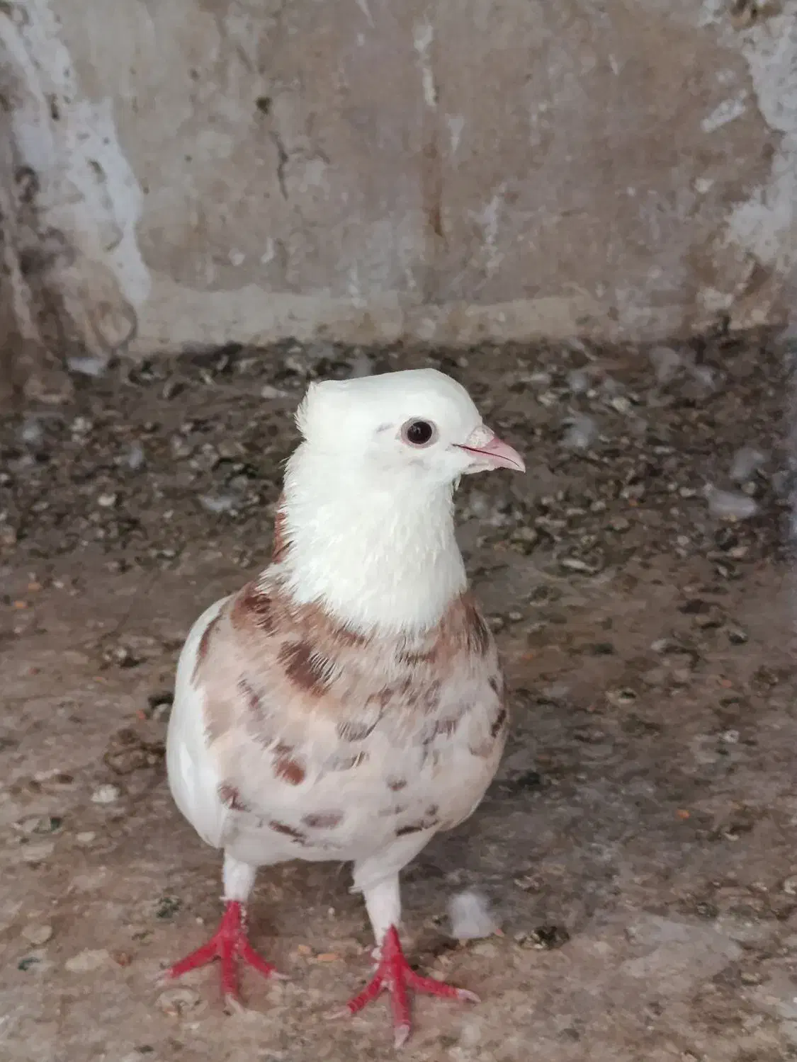 کبوتر طوقی|پرنده|خورموج, |دیوار