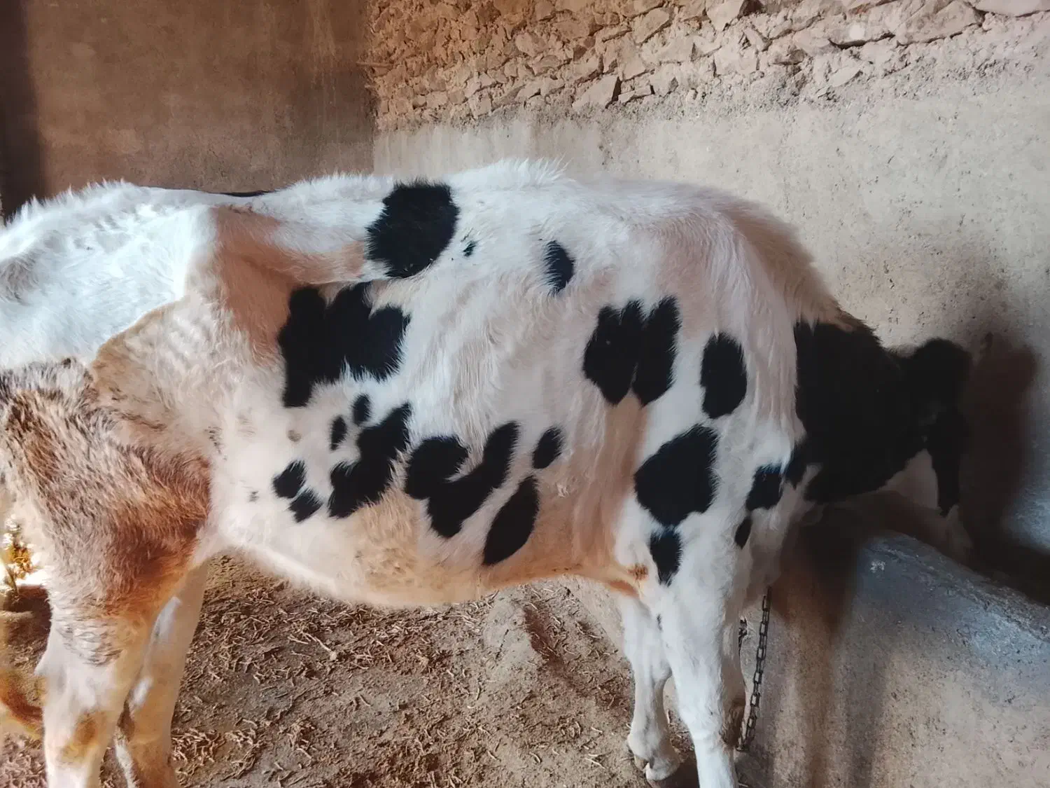 گاو نر سیصد وسی کیلویی|حیوانات مزرعه|تاکستان, |دیوار