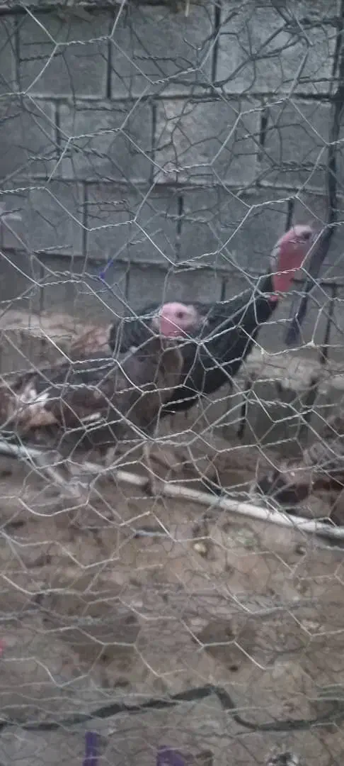 دو عدد بوقلمون چرام یک نر و یک ماده|حیوانات مزرعه|چرام, |دیوار