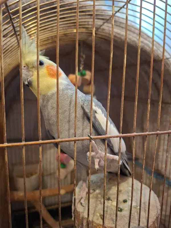 عروس هلندی|پرنده|همدان, |دیوار