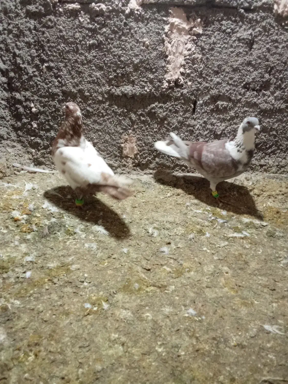 کفتر|پرنده|نیشابور, مازول|دیوار