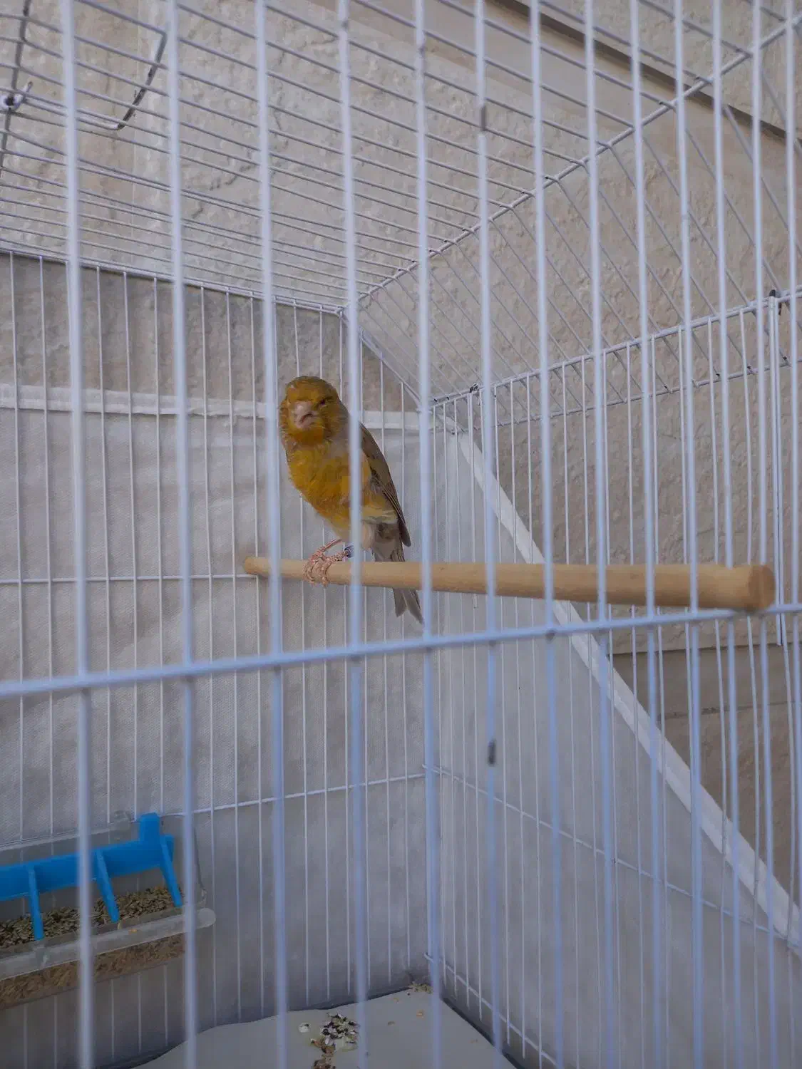 قناری نر|پرنده|امیدیه, |دیوار