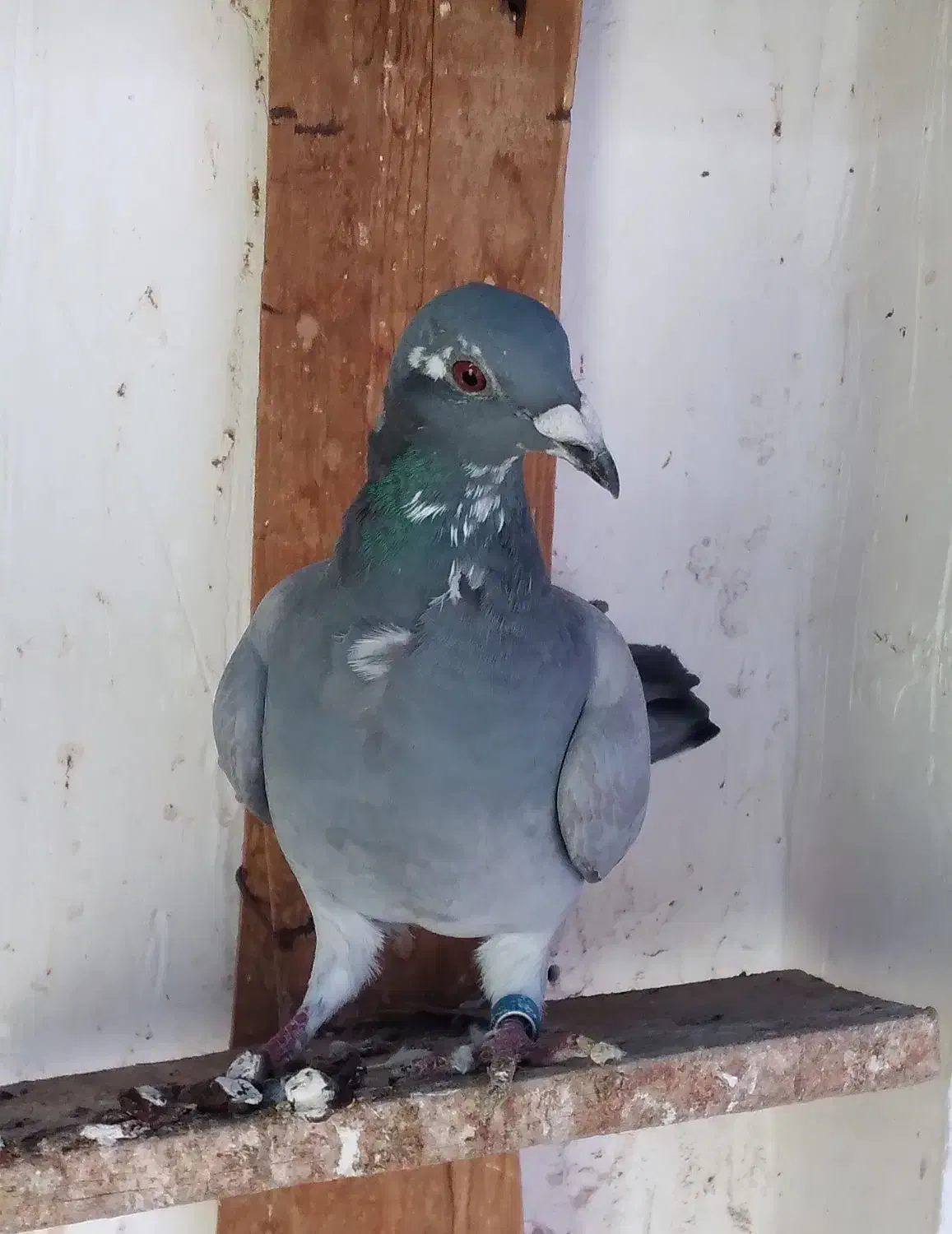 پلاکی|پرنده|باوی, |دیوار