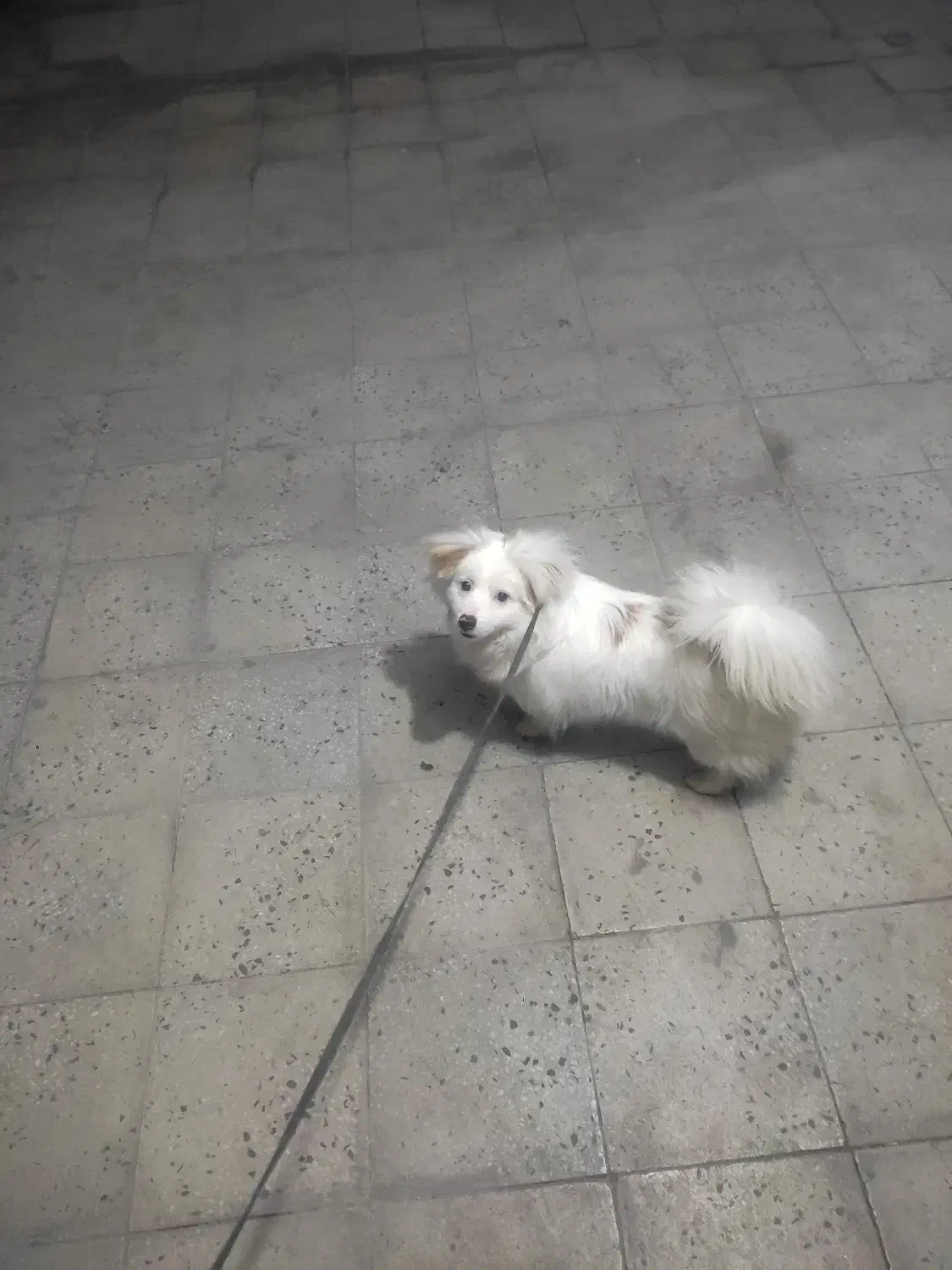 فروشی هرکی خواست بزنگه فقط|سگ|همدان, |دیوار