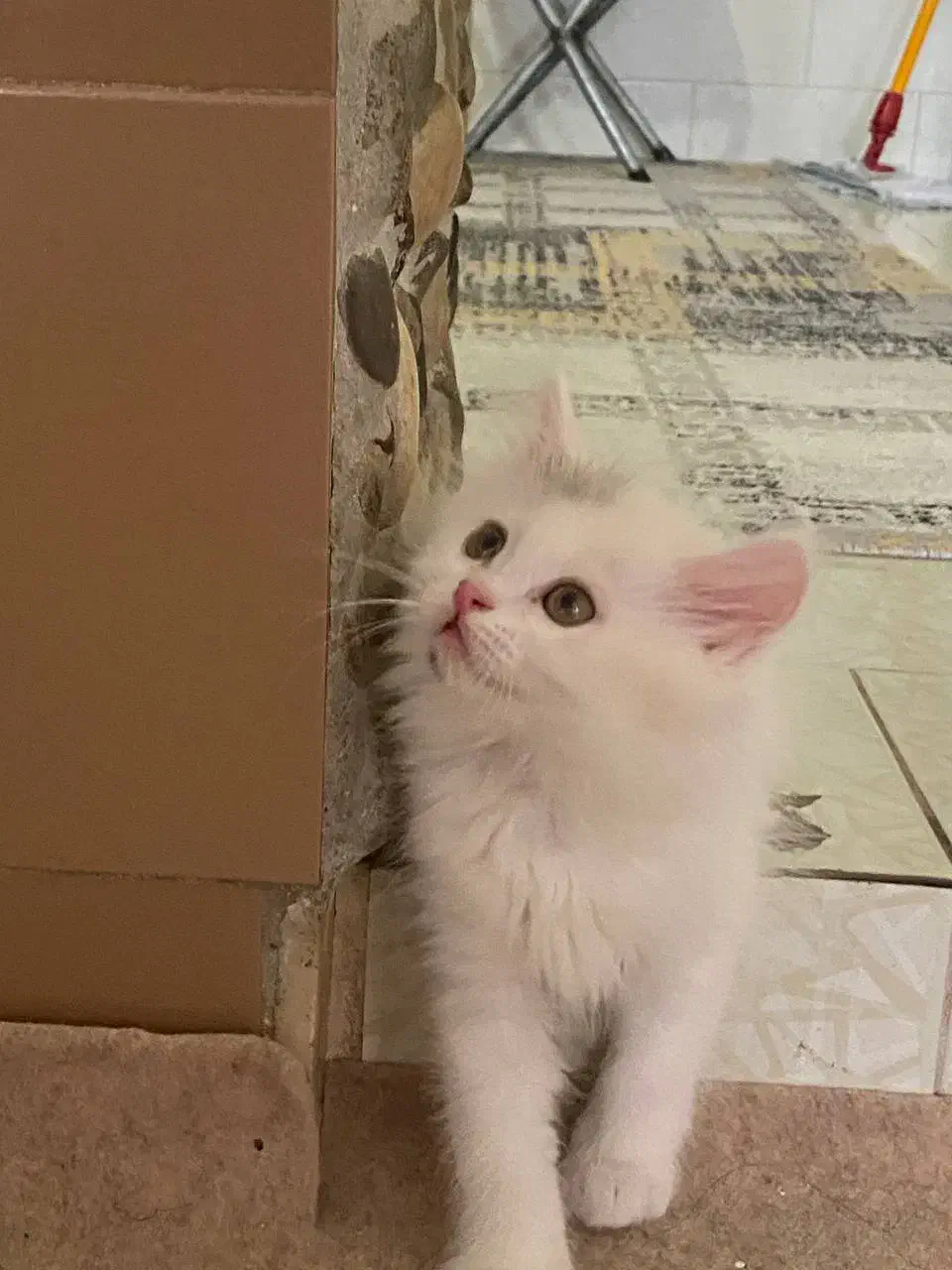 گربه|گربه|شاهرود, |دیوار