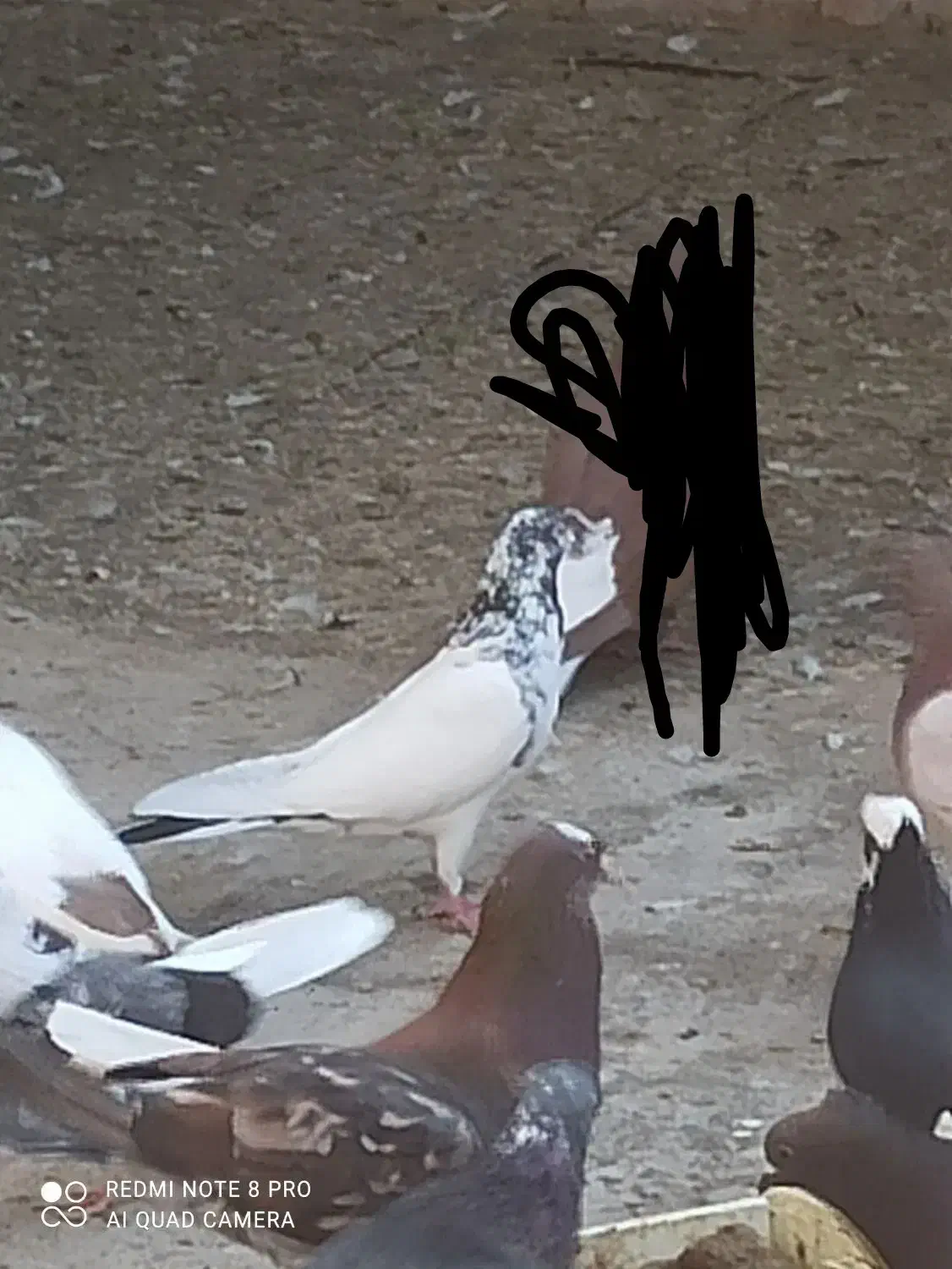 کفتر کبوتر|پرنده|بهارستان, |دیوار