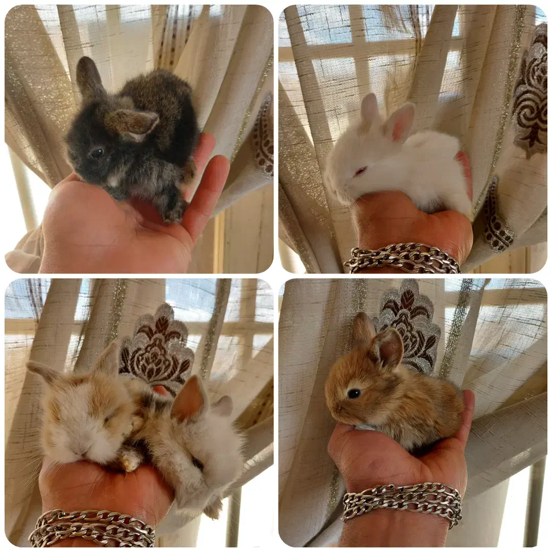 پرورشگاه خرگوش مینی لوپ/خوکچه هندی|موش و خرگوش|نجف‌آباد, کهریزسنگ|دیوار