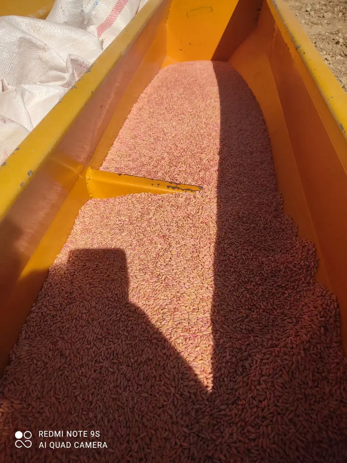 فروش گندم صدرا|عمدهفروشی|سردرود, |دیوار