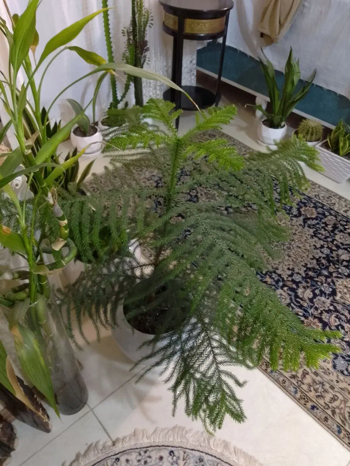 گل کاج مطبق ۵ طبقه ۳ساله دارای گلدون سرامیکی|گل و گیاه طبیعی|رشت, جهاد|دیوار