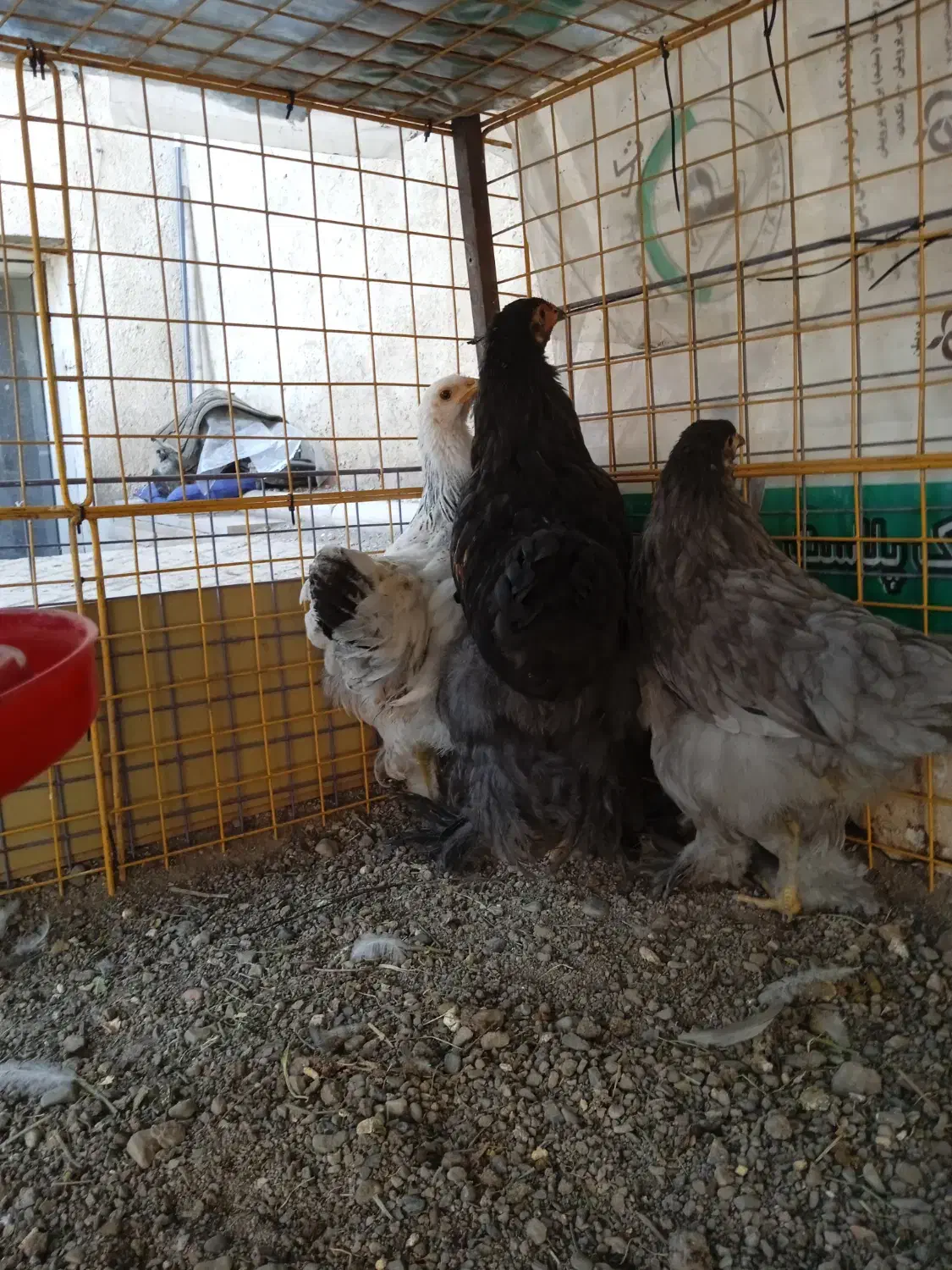 مرغ و خروس برهما رومانی|حیوانات مزرعه|خوی, |دیوار