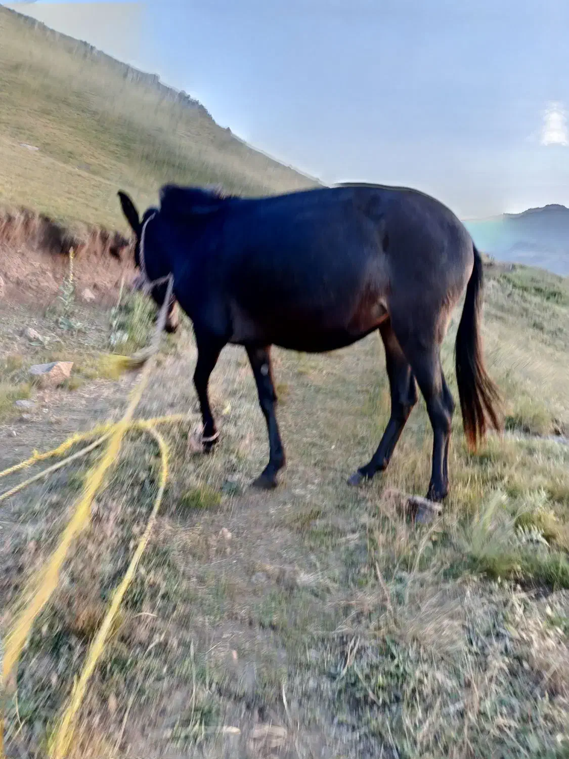 قاطر مایه ۲ساله|حیوانات مزرعه|اردبیل, |دیوار