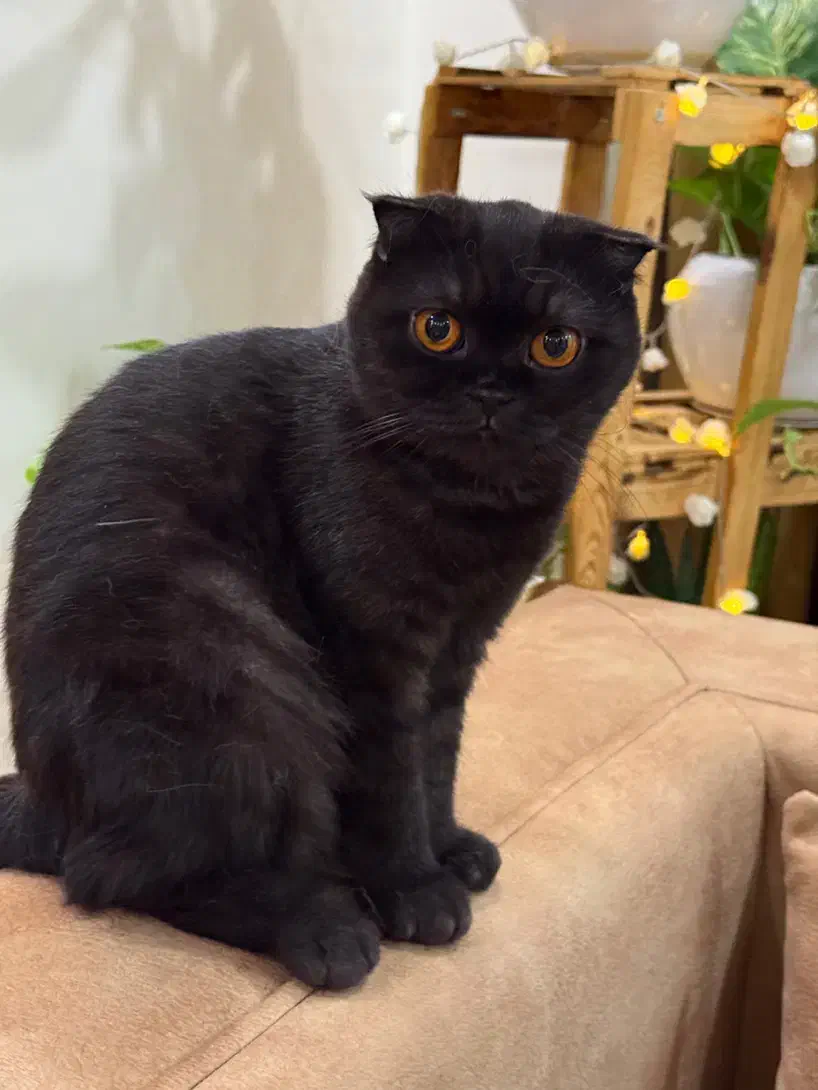 اسکاتیش با شناسنامه واکسیناسون شده|گربه|فردیس, قریشی|دیوار