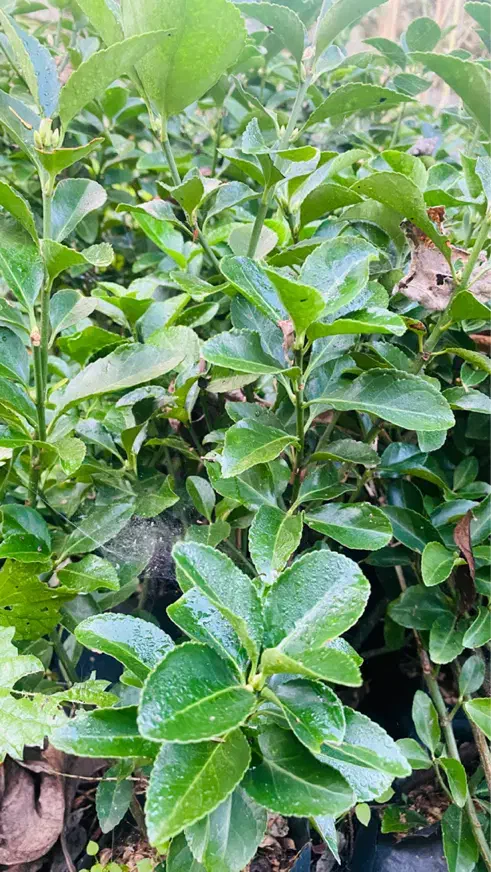 شمشاد سبز|گل و گیاه طبیعی|رحیمآباد, |دیوار