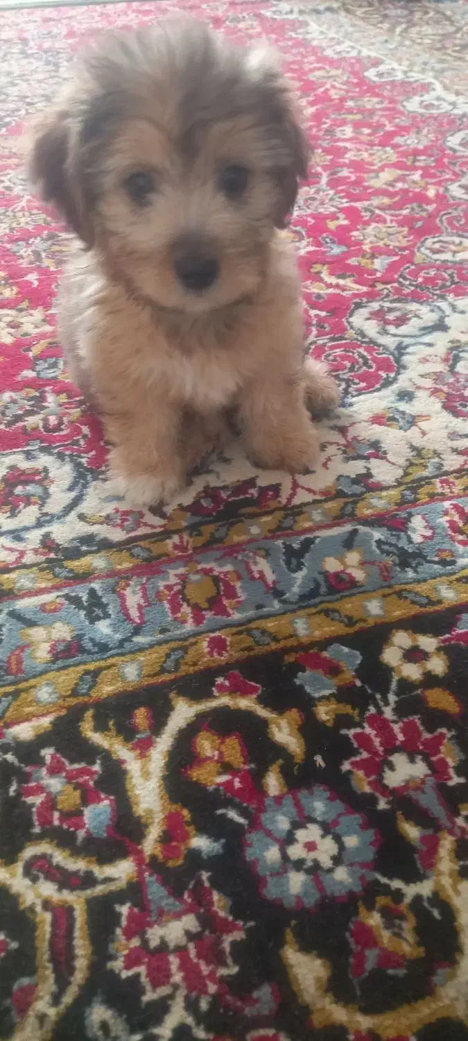 توله سه ماهه شیتزو|سگ|قائم‌شهر, |دیوار