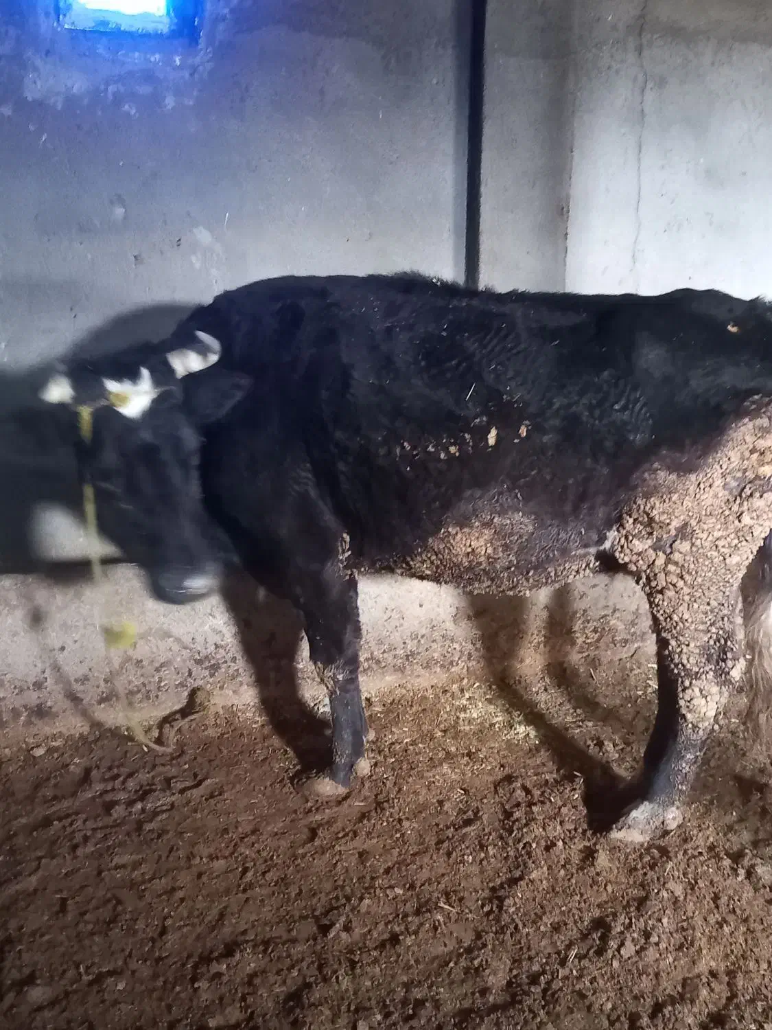 گاو قصر وتلیسه|حیوانات مزرعه|رامند, |دیوار