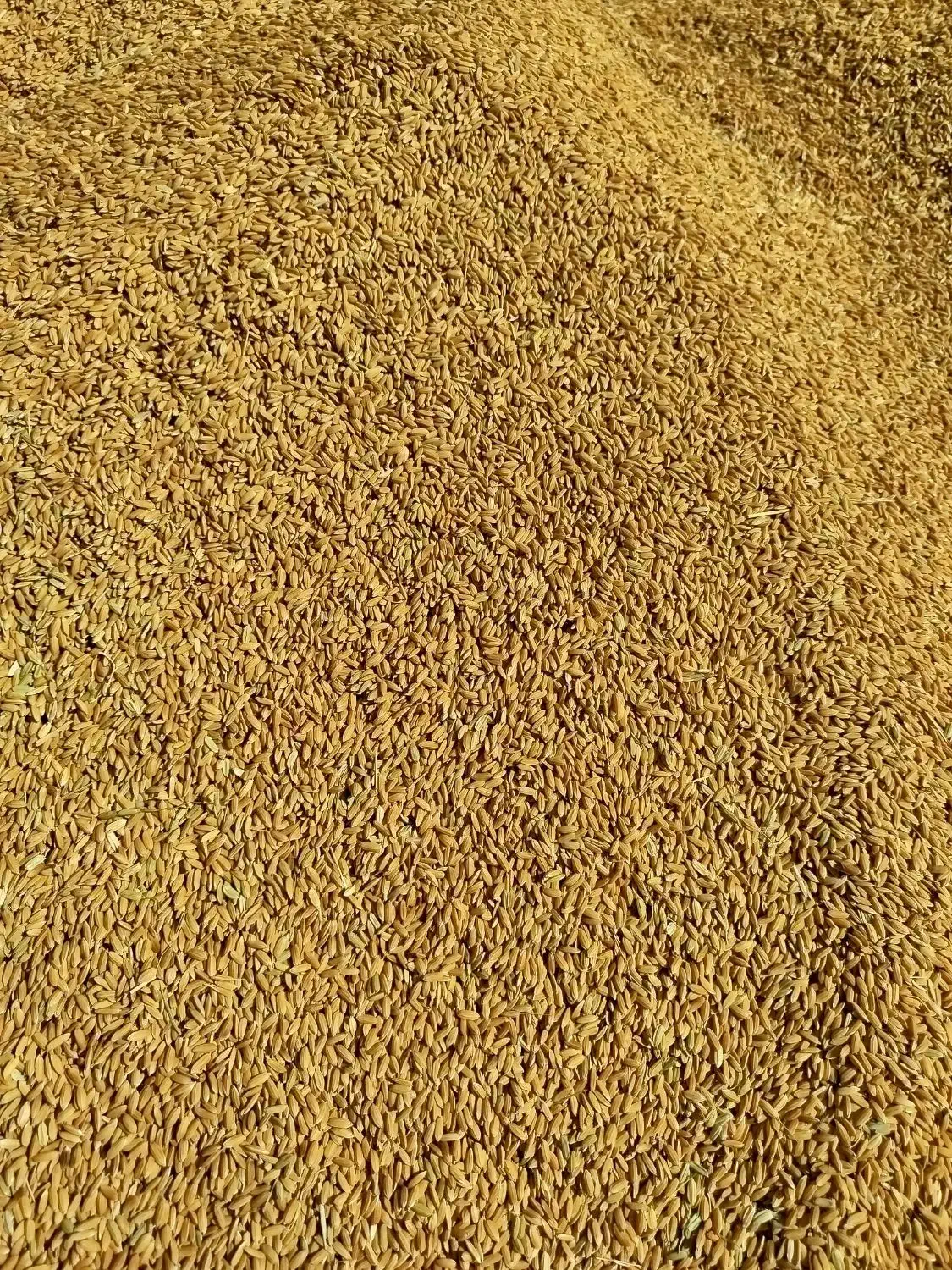 برنج کمفیروز|خوردنی و آشامیدنی|شیراز, اکبر آباد|دیوار