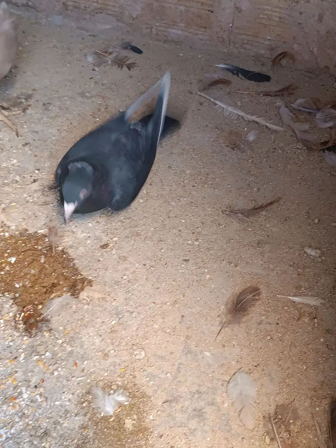 مرغ و خروس رسمی کفتر کاکلی|حیوانات مزرعه|حمیدیا, |دیوار