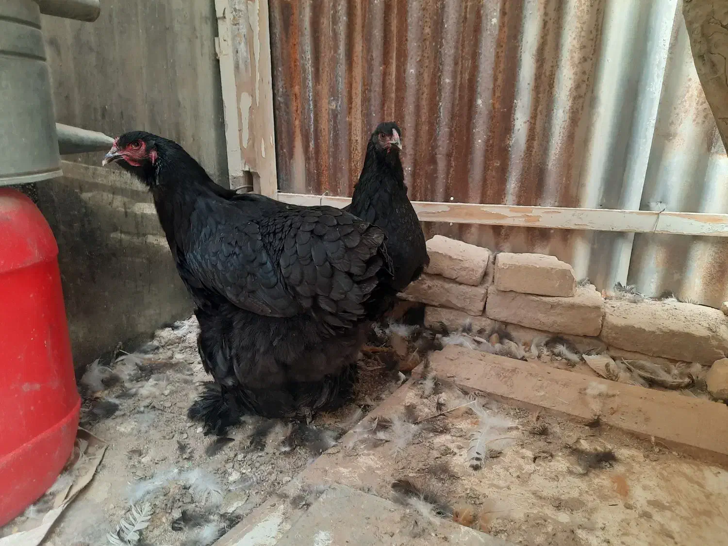 مرغ برهما|حیوانات مزرعه|بجنورد, |دیوار