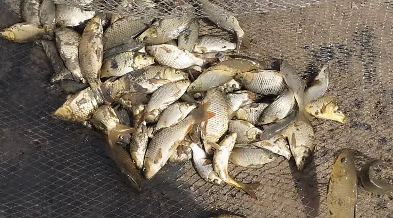 ماهی کپور مناسب شیلات|ماهی|زهک, |دیوار