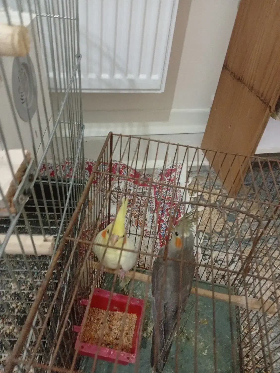 معاوضه عروس هلندی پلاکی|پرنده|شاهینشهر, طالقانی|دیوار