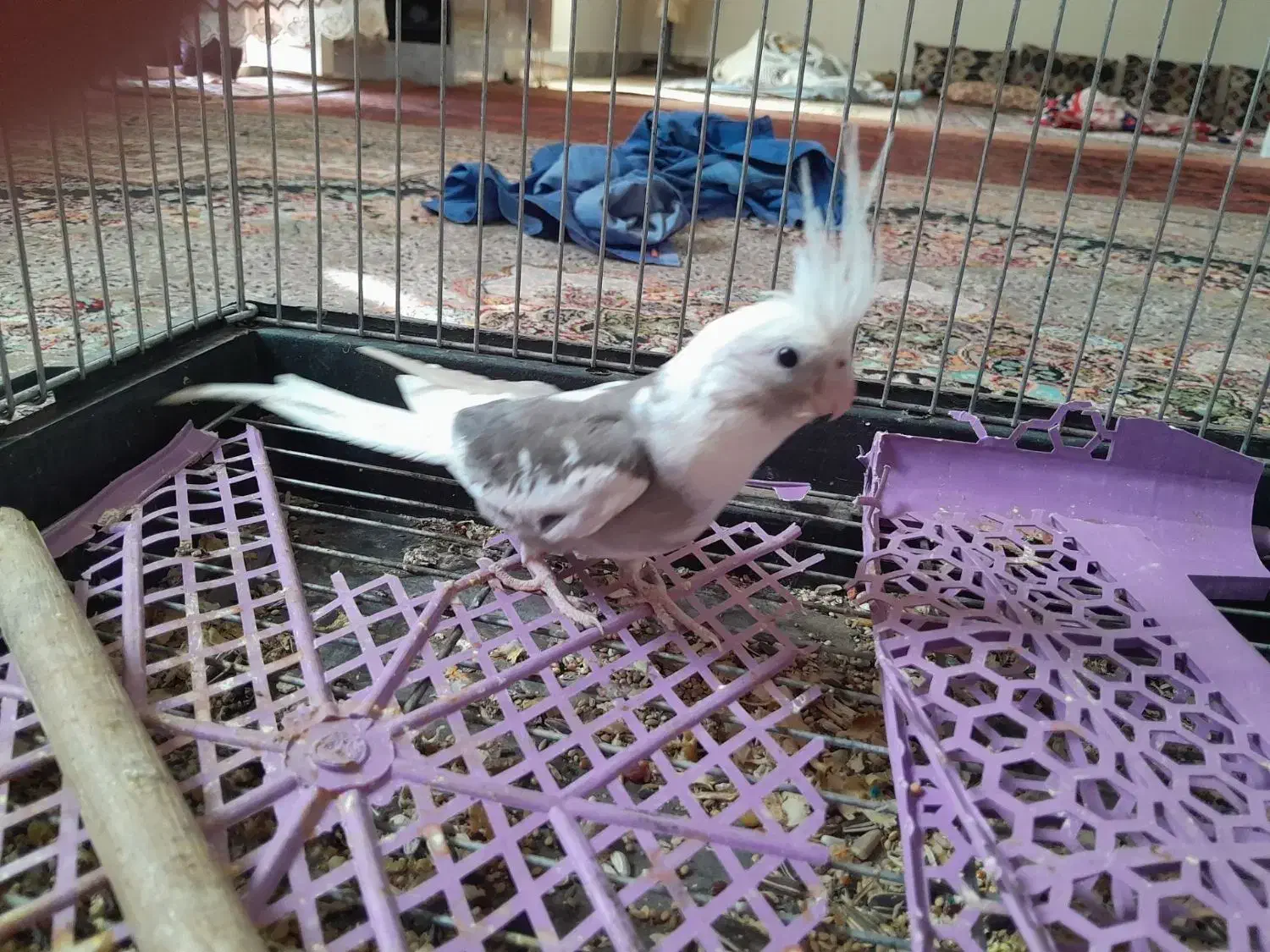 عروس هلندی|پرنده|هامون, |دیوار