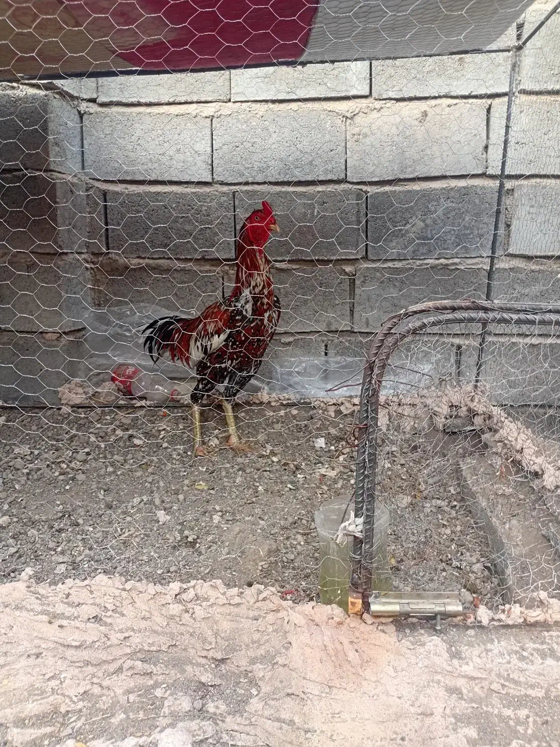 خروس|حیوانات مزرعه|میناب, |دیوار