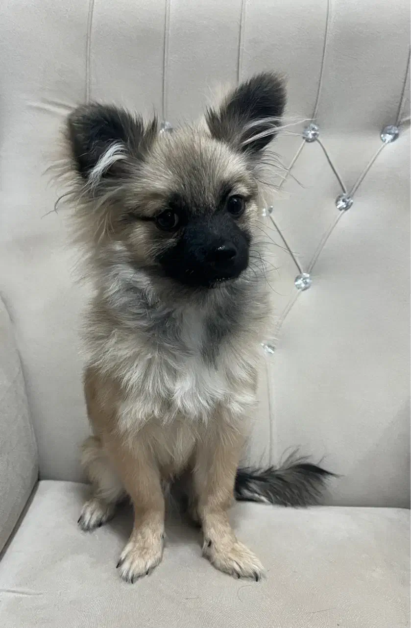 پامر خرسی|سگ|رفسنجان, |دیوار