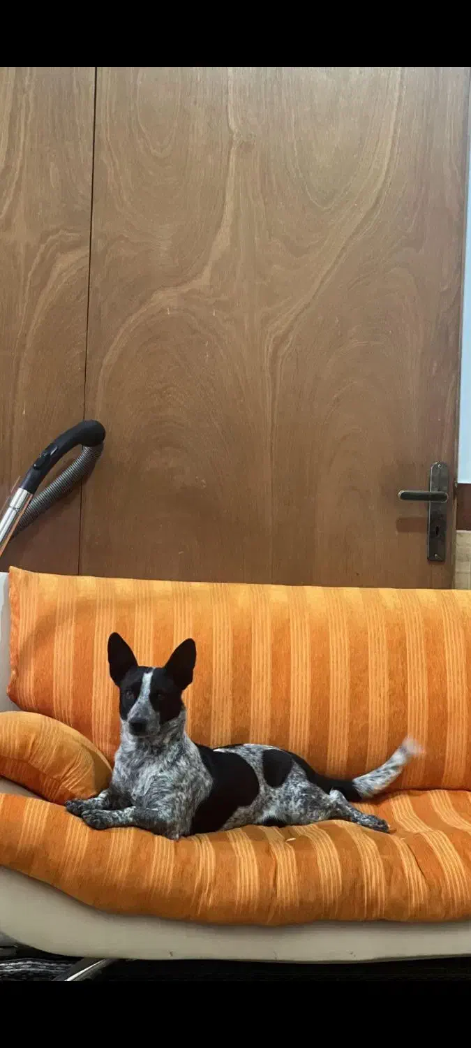 سگ گمشده|حیوانات|محمدشهر, محمدشهر|دیوار