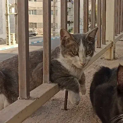 گربه خونگی گمشده با مژدگانی|حیوانات|رباط‌کریم, مسکن مهر آبشناسان|دیوار