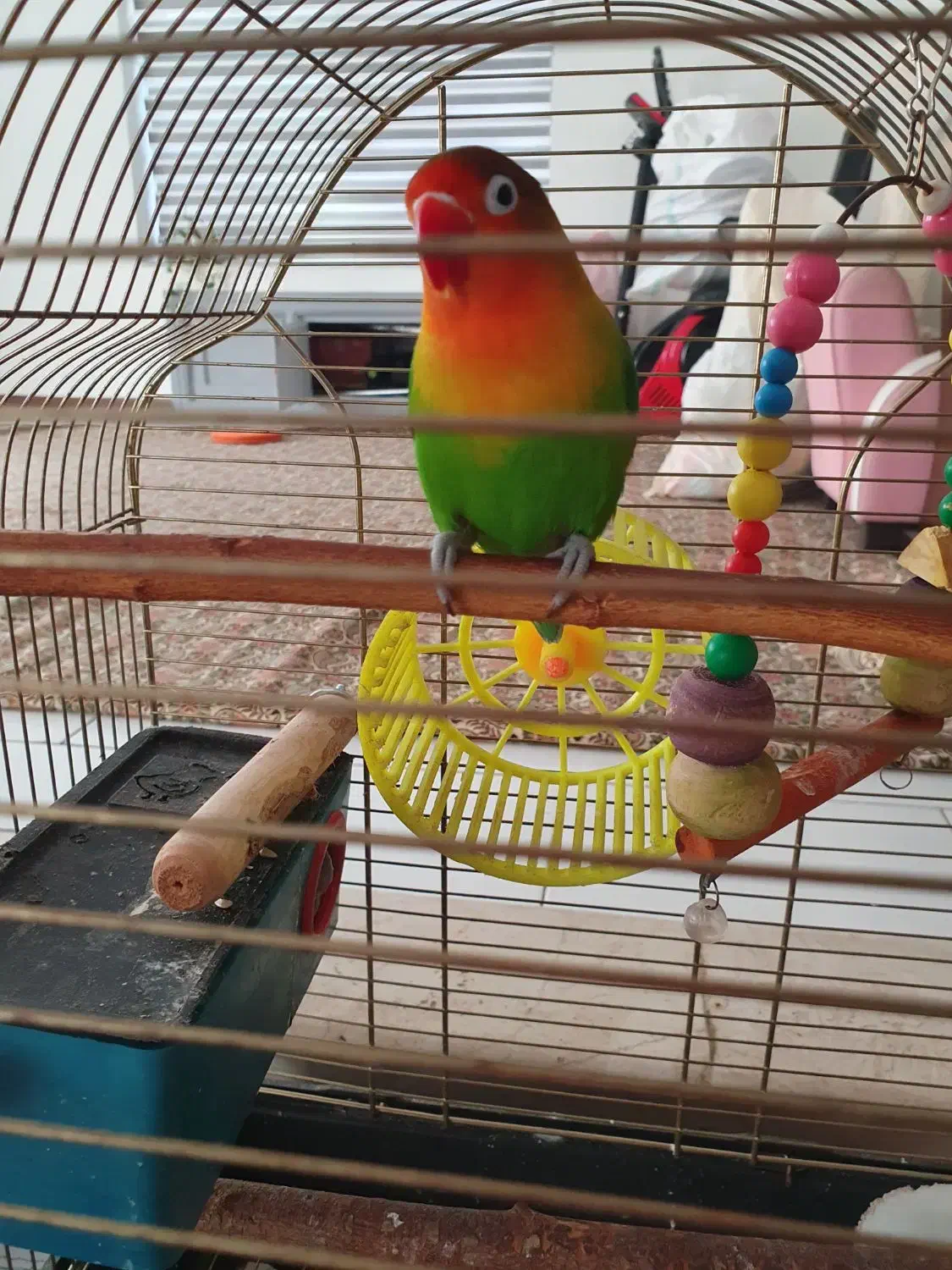 طوطی برزیلی نر|پرنده|مشهد, نیروی هوایی|دیوار