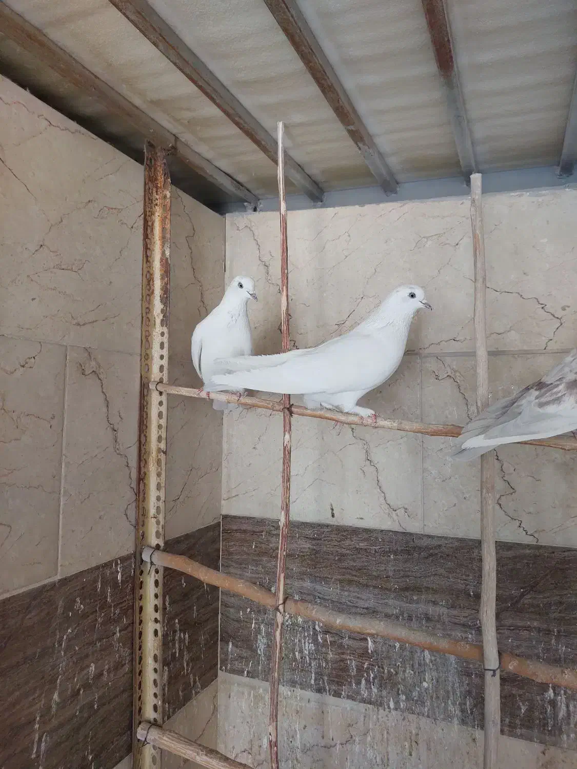 کبوتر پرشی|پرنده|فولادشهر, بوستان خلیج فارس|دیوار