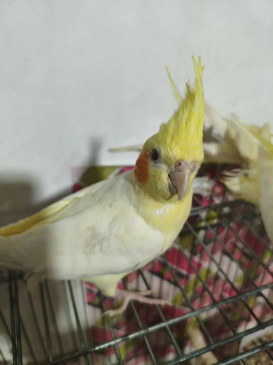 عروس هلندی لوتینو|پرنده|رشت, سلیمانداراب|دیوار