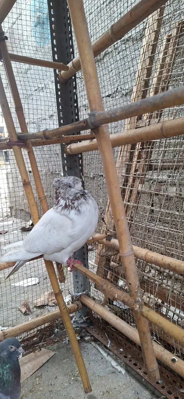 کبوتر پرشی نر سبز دست سفید و کله دار کاکلی|پرنده|رشت, کوی جام جم|دیوار