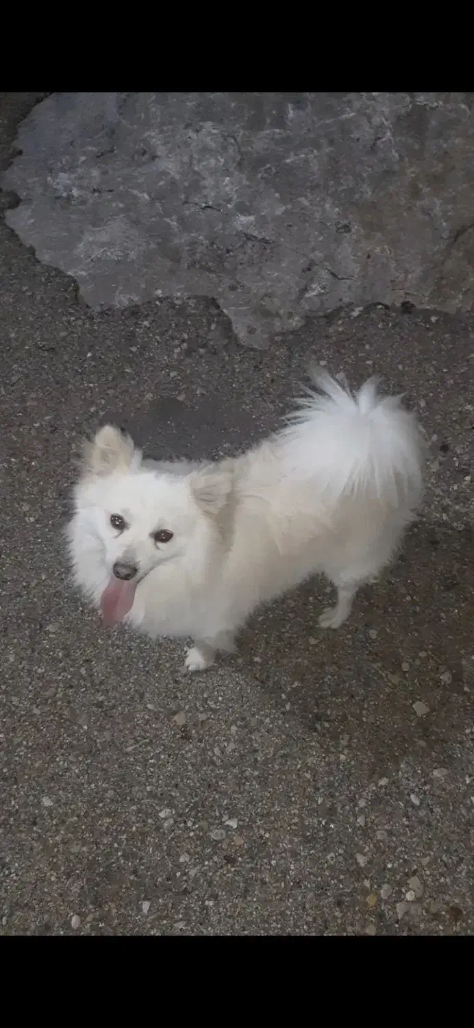 سگ پاپی|سگ|فارسان, |دیوار