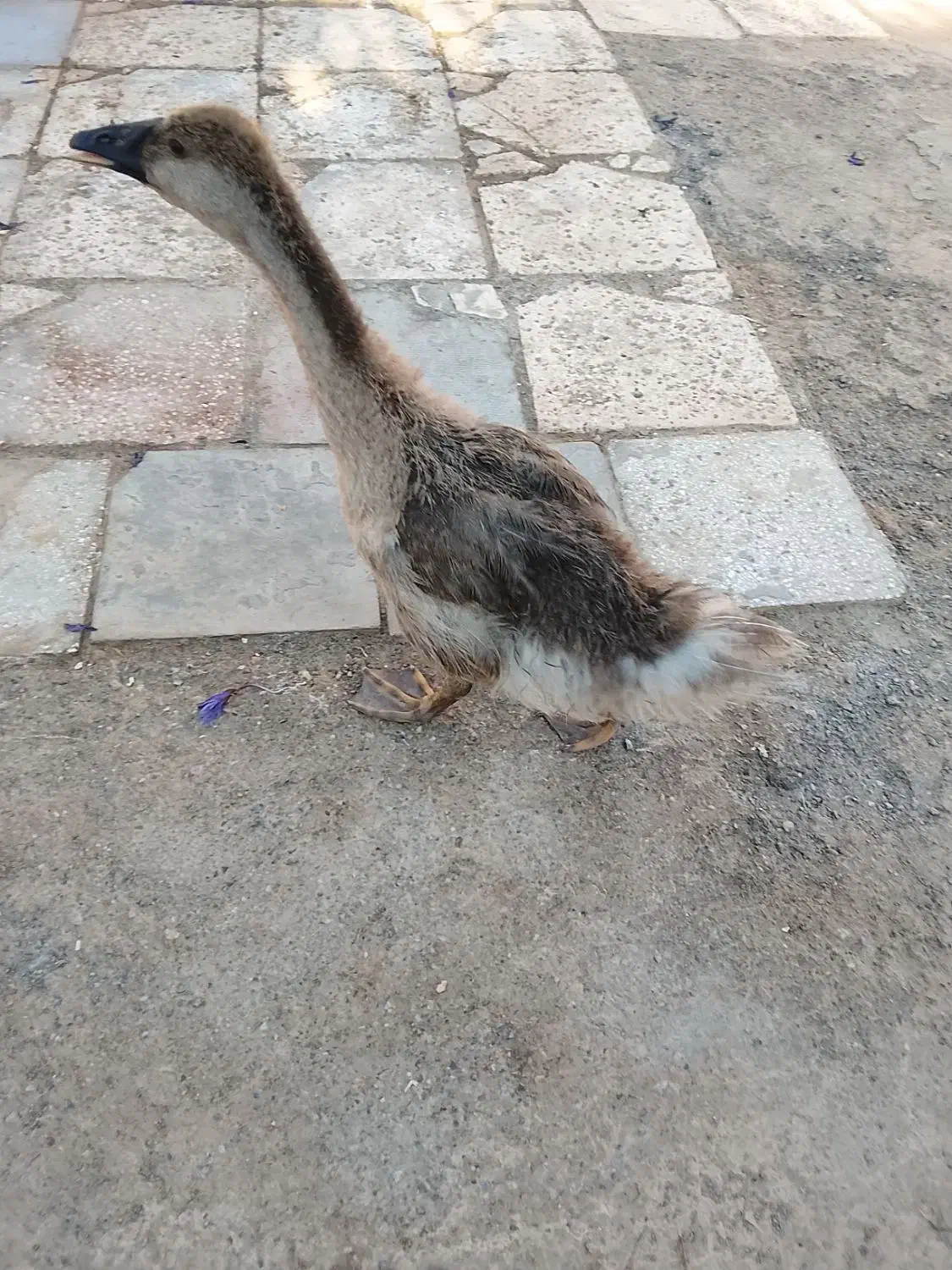 قوغاز اکراینی فقط 500تومن|حیوانات مزرعه|مشهد, كنويست|دیوار