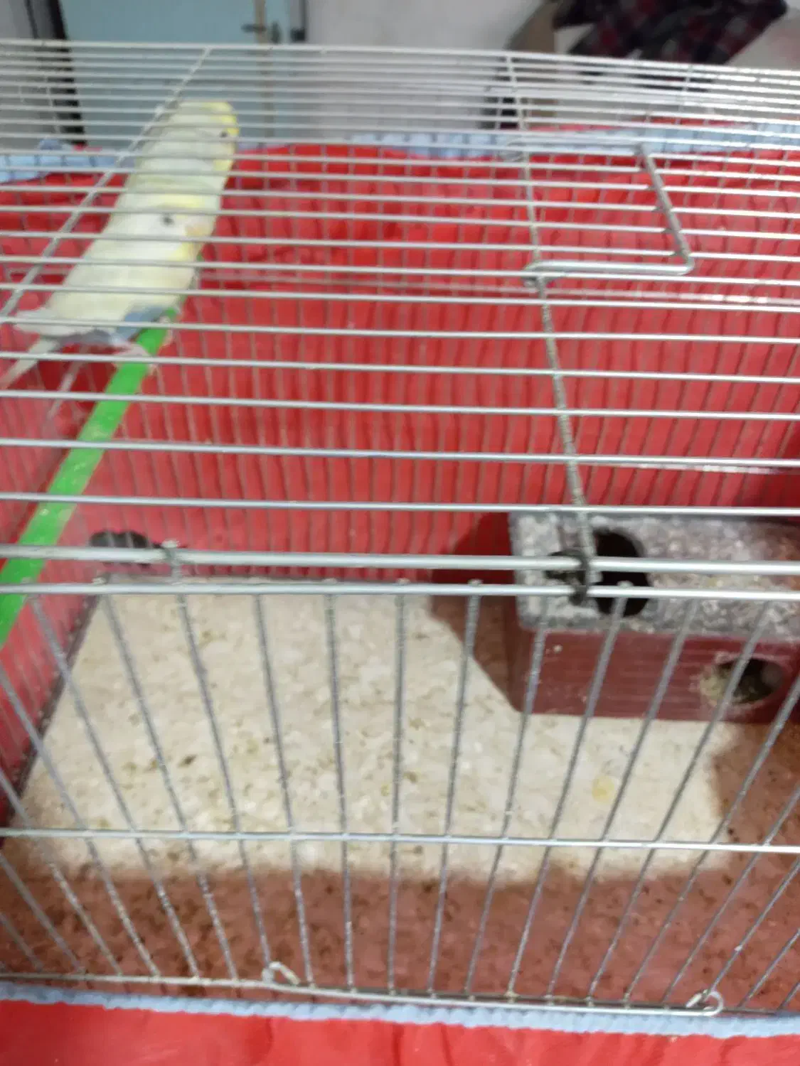 عشق|پرنده|خمینی‌شهر, |دیوار