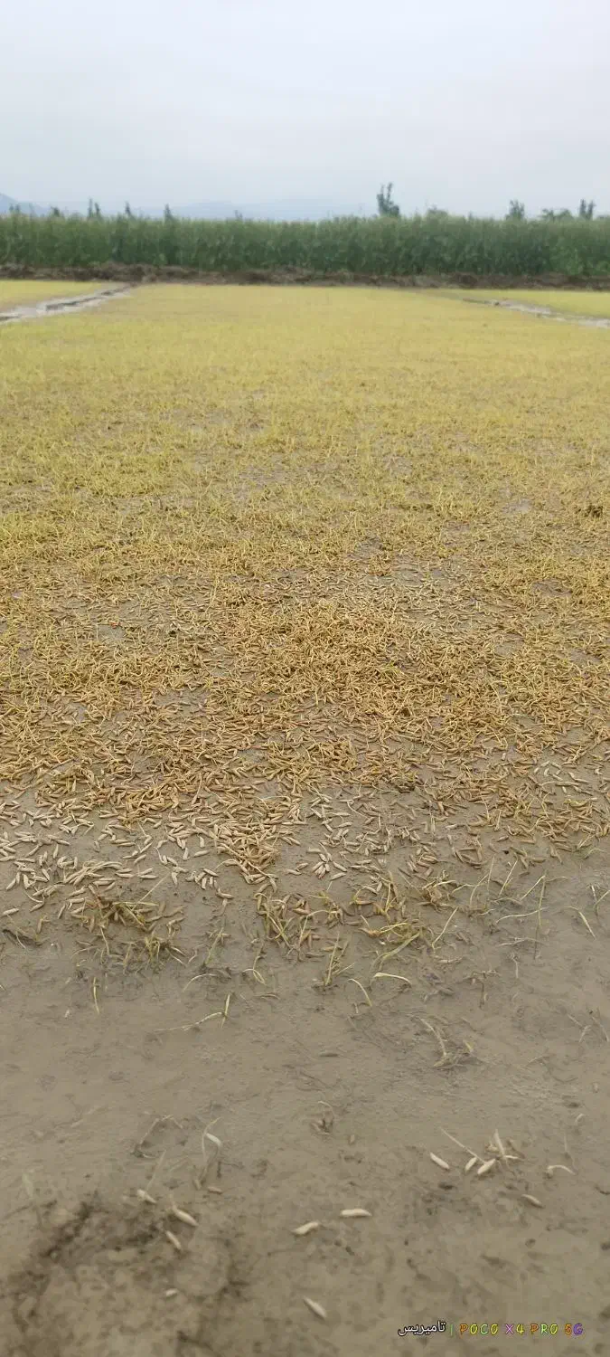 شالی فجر سوزنی بذری 90روزه|عمدهفروشی|رامیان, |دیوار