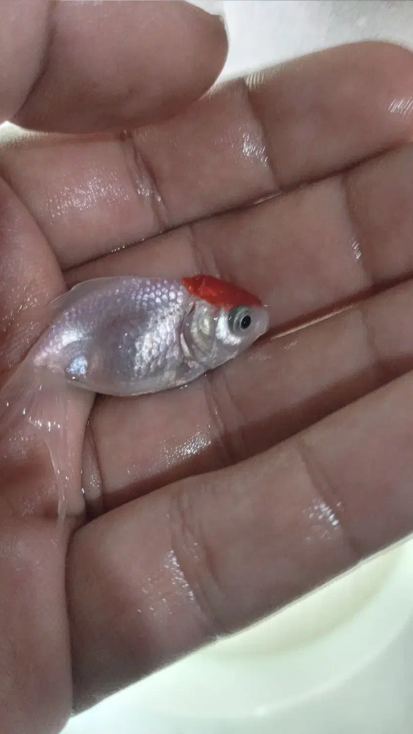 ماهی گلدفیش تاج دار|ماهی|کاشان, گارزگاه|دیوار