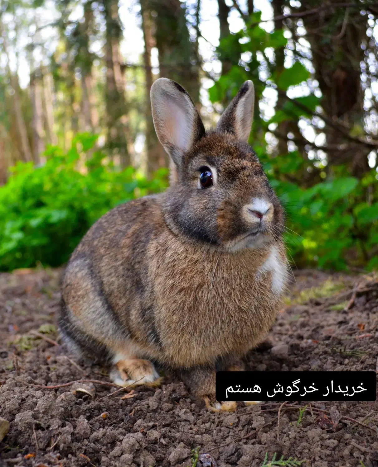 خرگوش|موش و خرگوش|چابهار, |دیوار