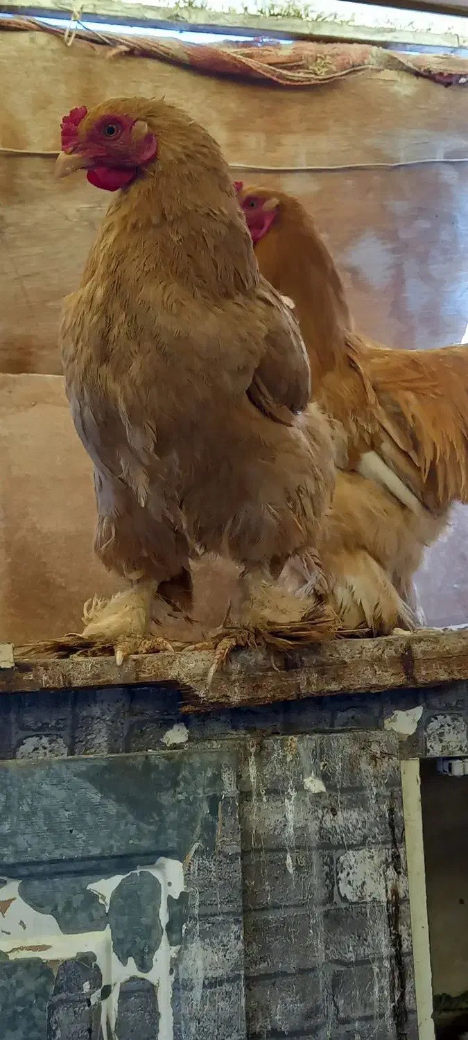 مرغ وخروس برهما|حیوانات مزرعه|قم, چهار مردان|دیوار