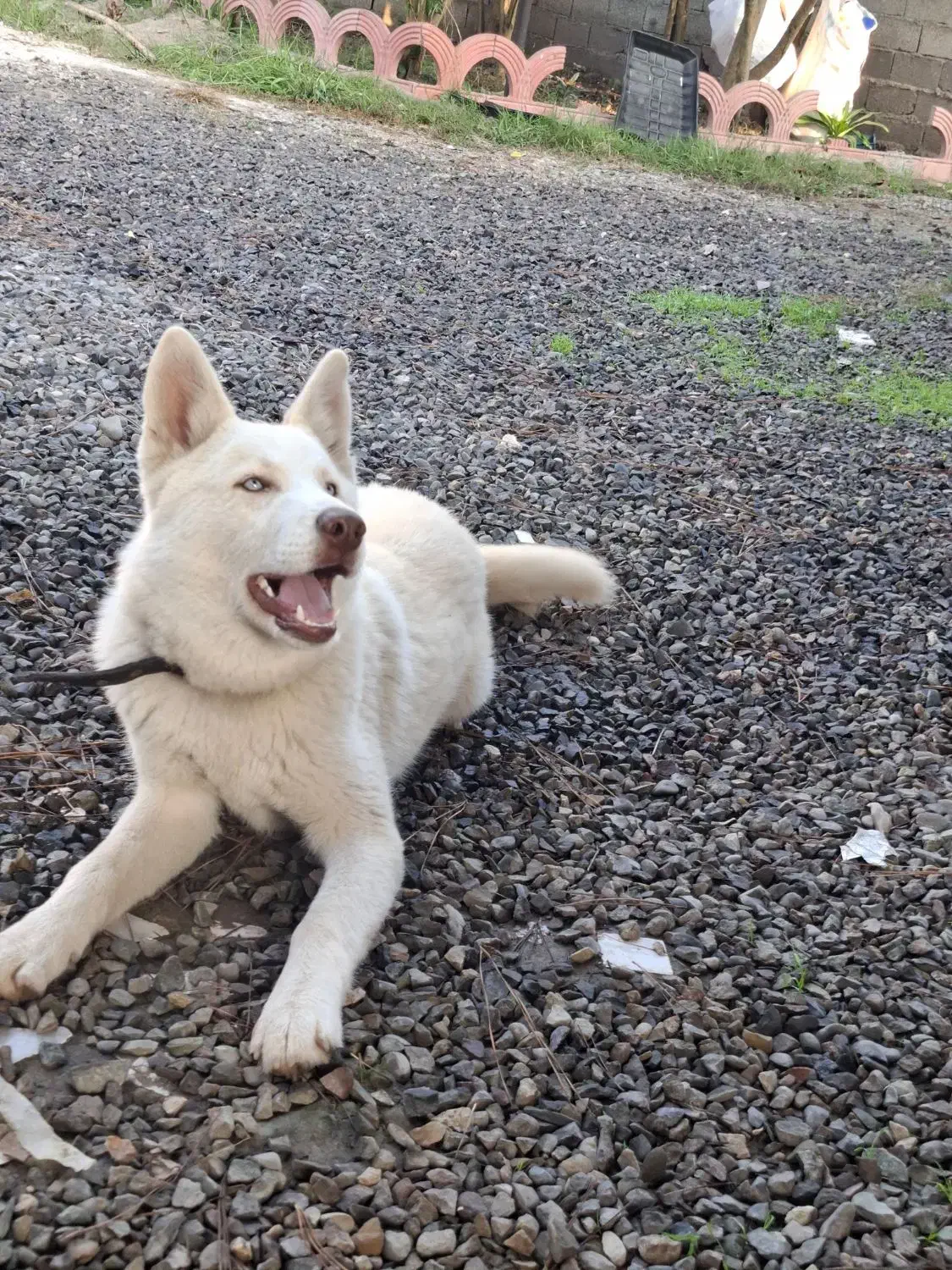 توله هاسکی نر آموزش دیده|سگ|رشت, جانبازان|دیوار