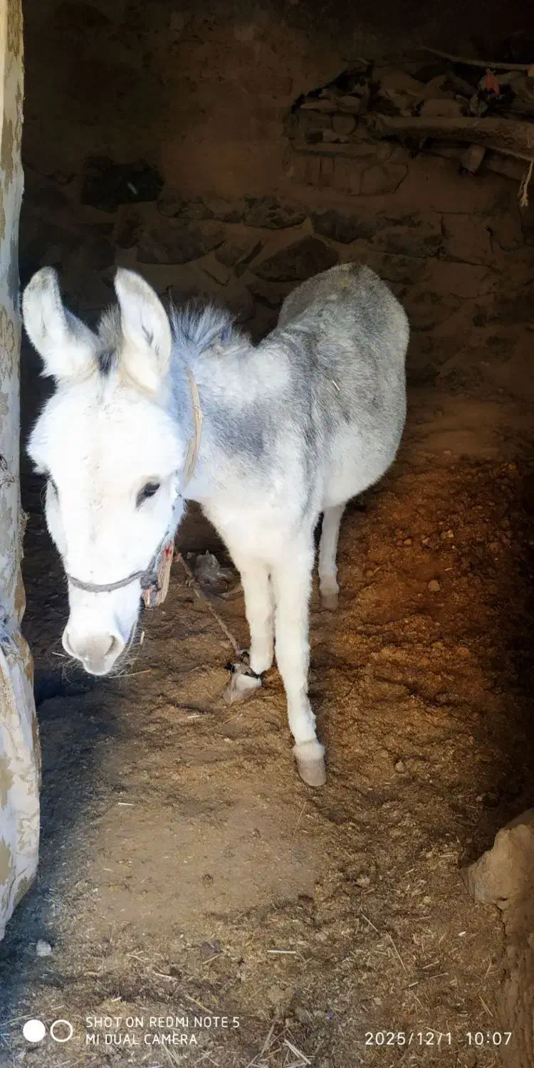 فروش خر الاغ|حیوانات مزرعه|مود, |دیوار